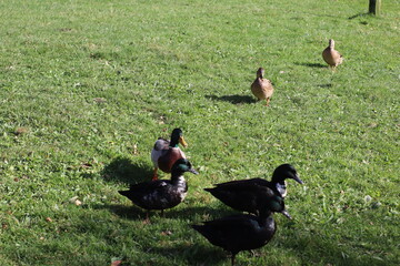 Patos salvajes