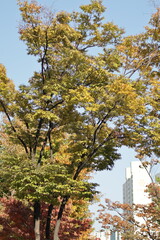 Natural environment, flowers and trees near Han River Park, South Korea, Seoul, South Korea