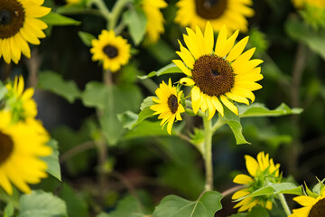 Fototapeta premium Beautiful flowers at the plant market in Thailand.