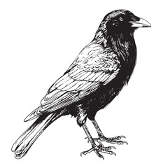Fototapeta premium Black crow sketch hand drawn in doodle style illustration Cartoon