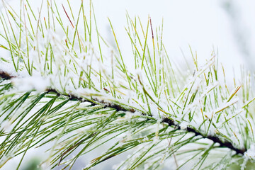 Pine tree needles with a touch of white snow.