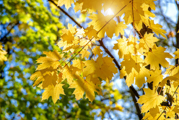 Autumn background-yellow maple leaves in the city Park
