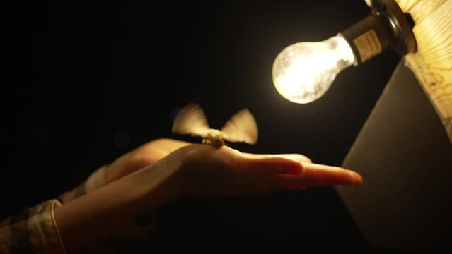 A moth flies out of women's palms in the evening against the backdrop of a glowing light bulb