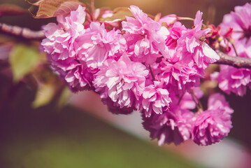 Japanese cherry blossoms on a green natural background
