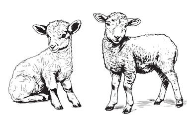 Cute lamb sketch hand drawn in doodle style Farming illustration