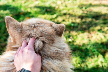 Human's hand stroking dog on grass background.