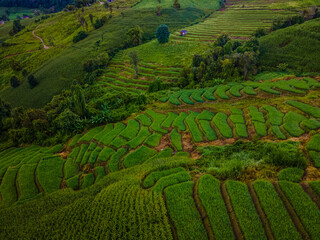 Obraz premium sunset in the mountains with green Terraced Rice Fields in Chiangmai, Thailand, Pa Pong Piang rice terraces, 
