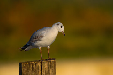 seagull on the beach