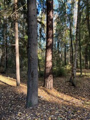 Vertical photo of landscape autumn forest on a sunny day. Tall firs and pines with powerful trunks....