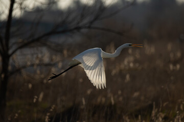 great white egret in flight
