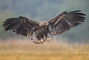 White tailed eagle ( Haliaeetus albicilla )