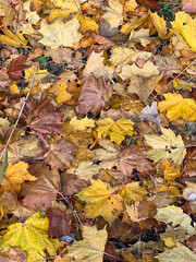 Autumn pattern on the ground of fallen leaves. Multicolored carpet in warm colors, brown, yellow, red. Beautiful maple and birch leaf. Northern nature, trees in the forest. Background of October.