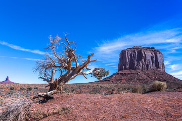 travel usa and north america, Monument Valley, close up view from a dead and dry tree, to the right side Merrick Butte and to the left far in the background another mountain