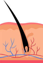 Human skin anatomy vector illustration. Layered epidermis with hair follicle, sweat and sebaceous glands - obrazy, fototapety, plakaty