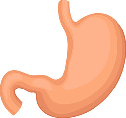 Human stomach anatomy vector illustration isolated on transparent background  - obrazy, fototapety, plakaty