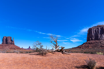 travel usa and north america, Monument Valley, in the centre is a dead dry tree, to the right Merrick Butte, to the left West Mitten Butte