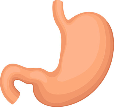 Human stomach anatomy vector illustration isolated on transparent background 