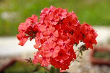 red and white flower