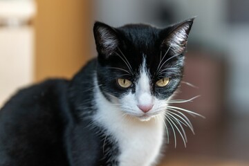 Domestic cat sitting on the floor, looking intently into the distance
