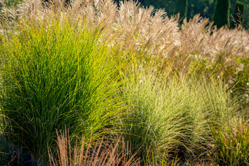 ornamental grass in the garden