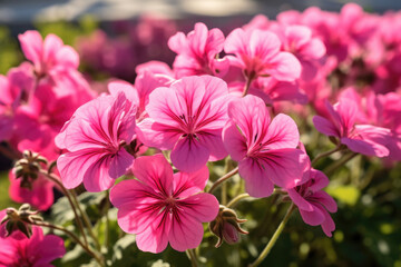 A close-up view of a bunch of pink flowers. Perfect for adding a touch of beauty and color to any project or design.