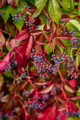 Naklejka premium wild grapes with red leaves