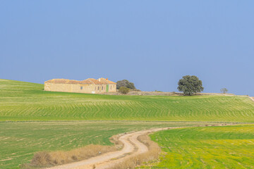 Cerealistic landscape of the Granada Geopark.