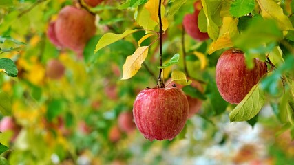 The scenery of Eoreumgol Honey Apple Farm in Miryang, Korea