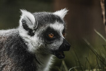Juvenile ring-tailed lemur in a lush outdoor setting, its gaze directed outward