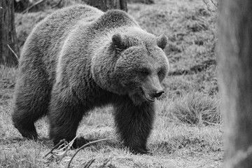 Fototapeta premium Large brown bear walking on a grassy field with a rocky landscape in the background, in grayscale