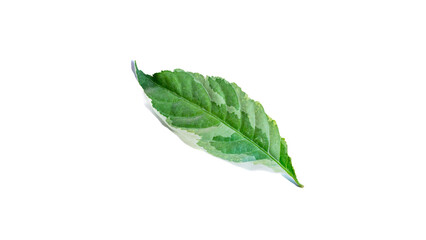 Obraz premium Leaves, Caricature Plant, Graptophyllum pictum (L.) Griff., white background, isolated