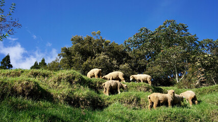 Cute sheep grazing on the grassy field