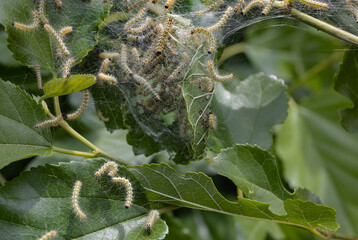 Codling moth caterpillars in silky web on an apple tree branch. Tent silkworm caterpillars in...