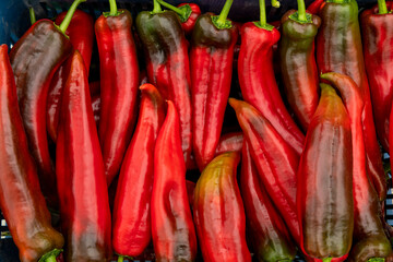 Food photography of fresh red pepper, Corno di Toro Rosso (Capsicum annuum), raw organic vegetable close-up macro - stock photo