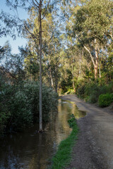 Water floods river bank and partly covers path beside the Yarra River at Warrandyte River Reserve. High water floods near Melbourne at Warrandyte, Victoria, Australia. 8 October 2023.