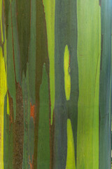 Close up of the bark of an eucalyptus tree, Chiriqui province, Panama - stock photo