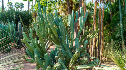 Big cactus in a cactus garden, a symbol of the harsh yet fascinating world of desert flora in...