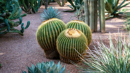 Big cactus in a cactus garden, a symbol of the harsh yet fascinating world of desert flora in...