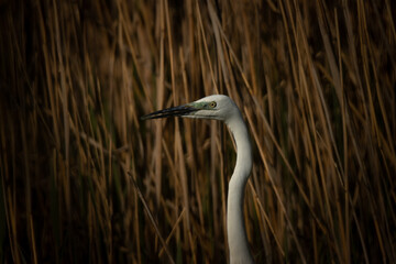 great egret looks