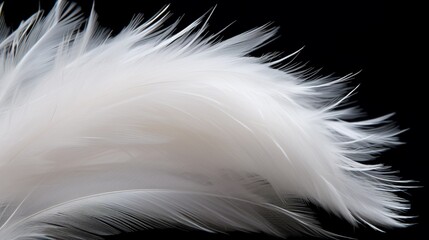Close-up of a downy feather, emphasizing its softness and fluffiness.