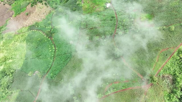 The biggest cause of forest loss is agricultural deforestation ,environmental damage in Southeast Asia , global warming and environment.