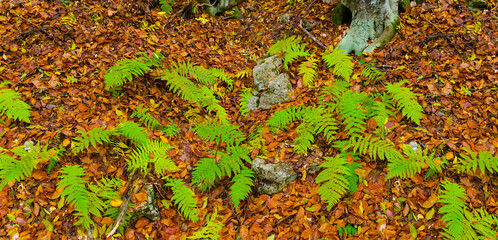 fern bush among red dry leaves, beautiful seasonal  natural background