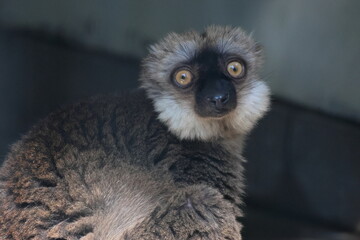 ブラウンキツネザル