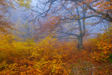 Fototapeta na wymiar red autumn beech forest in dense mist