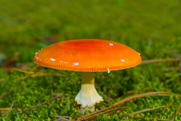 closeup red flyagaric mushroom on green forest glade