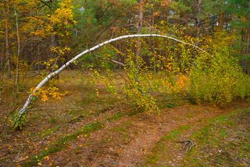 closeup autumn forest glade, calm seasonal natural scene