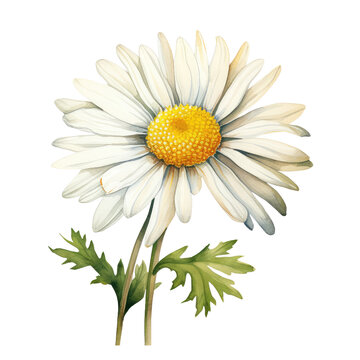 Daisy Watercolor Illustration on White Background