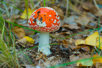 closeup red flyagaric mushroom on green forest glade