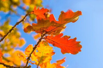 red autumn oak  tree branch on blue sky background