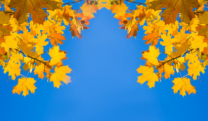 red autumn maple  tree branch on blue sky background